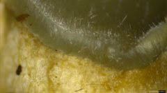 Trichaleurina tenuispora