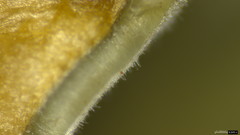 Trichaleurina tenuispora