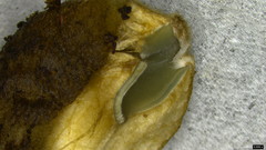 Trichaleurina tenuispora
