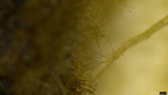 Trichaleurina tenuispora