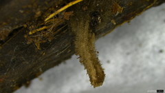 Trichaleurina tenuispora