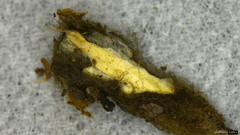 Trichaleurina tenuispora