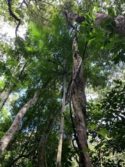 Schnella microstachya