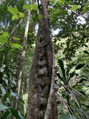 Schnella microstachya