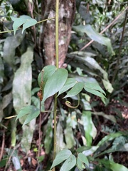 Schnella microstachya