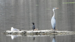 Ardea cinerea