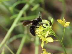 Andrena pilipes