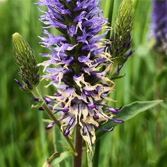 Veronica orchidea