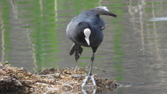 Fulica atra