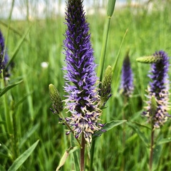Veronica orchidea