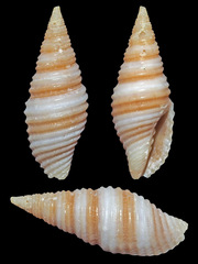 Pseudonebularia sarinoae