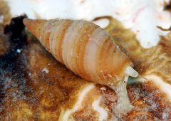 Pseudonebularia sarinoae