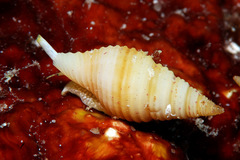 Pseudonebularia sarinoae