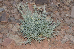 Jamesbrittenia canescens