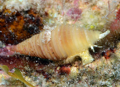 Pseudonebularia sarinoae