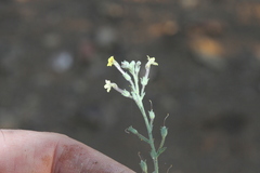 Jamesbrittenia canescens