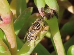 Eristalinus