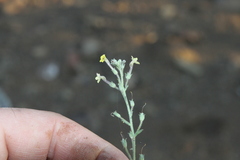 Jamesbrittenia canescens