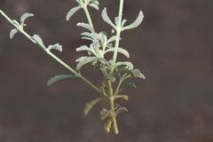 Jamesbrittenia canescens