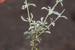 Jamesbrittenia canescens