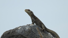 Paralaudakia caucasia