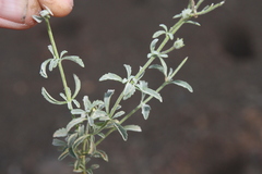 Jamesbrittenia canescens