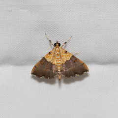Agrotera basinotata