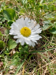 Bellis perennis