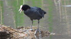 Fulica atra