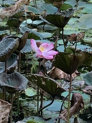 Nelumbo nucifera