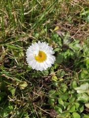 Bellis perennis