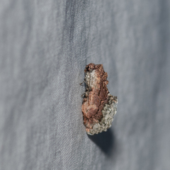 Parerastria castaneata