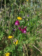 Lathyrus