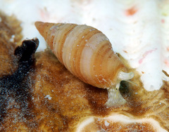 Pseudonebularia sarinoae