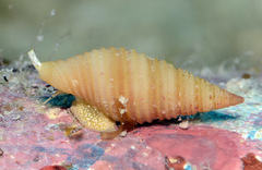 Pseudonebularia sarinoae