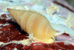 Pseudonebularia sarinoae