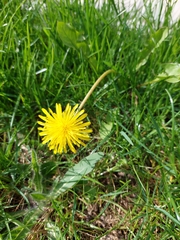 Taraxacum officinale