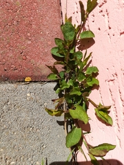 Convolvulus arvensis