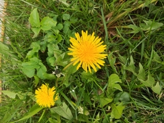Taraxacum officinale
