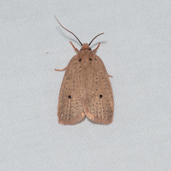 Euprionocera geminipuncta