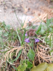 Glechoma hederacea