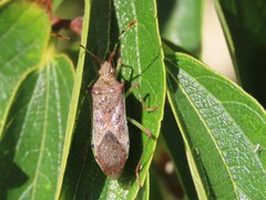 Plinachtus pungens