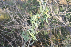Corallocarpus welwitschii