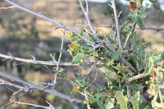 Corallocarpus welwitschii