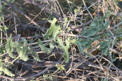 Corallocarpus welwitschii