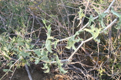 Corallocarpus welwitschii
