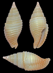 Pseudonebularia silviae