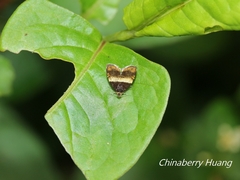 Choreutis xanthogramma