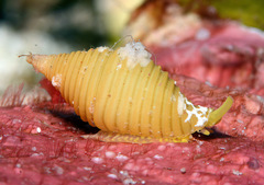 Pseudonebularia silviae