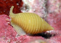 Pseudonebularia silviae